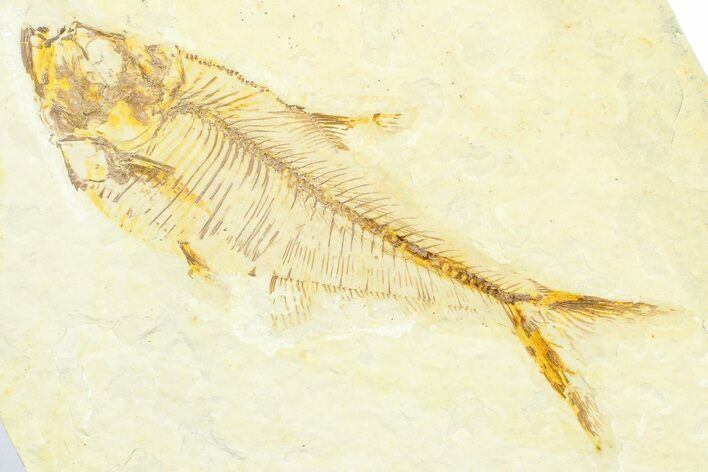 Detailed Fossil Fish (Diplomystus) - Wyoming #372299
